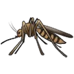 Zanzara