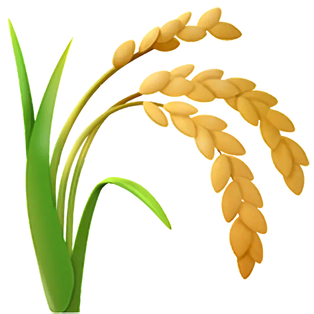 Pirinç kulağı